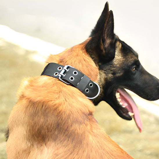 chien de dos avec collier chien noir