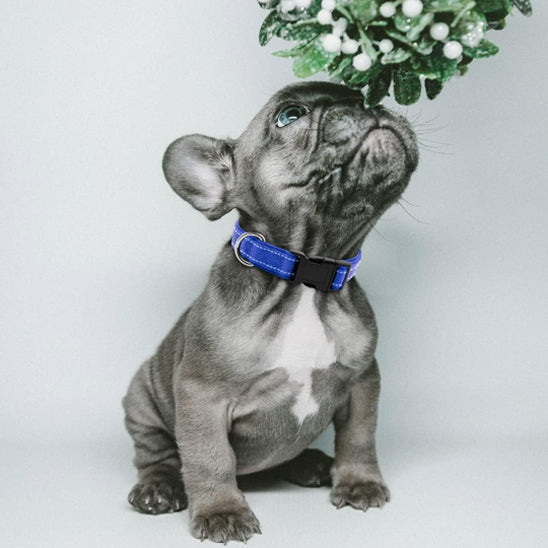 chien gris avec collier chien nylon bleu