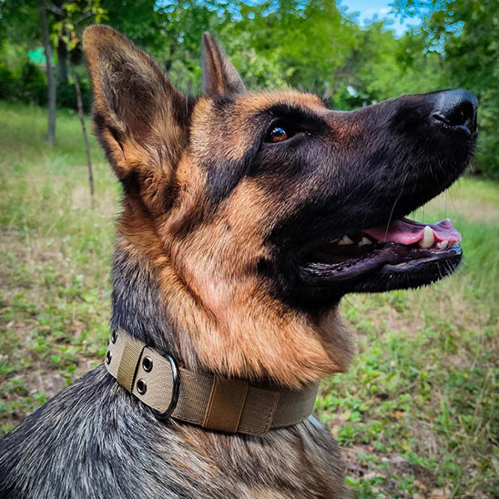 collier chien couleur marron sur beau berger allemand