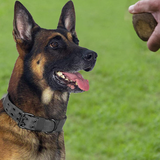 collier chien couleur noir sur berger allemand assis