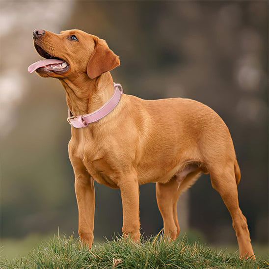 collier chien cuir rose magnifique chien marron