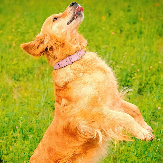 collier chien cuir rose magnifique chien poilu