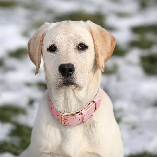collier chien cuir rose magnifique chien