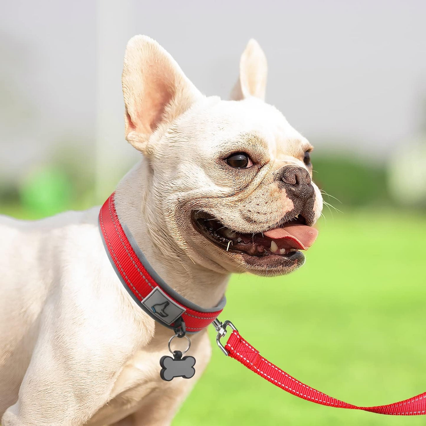 collier chien dogy rouge jardin