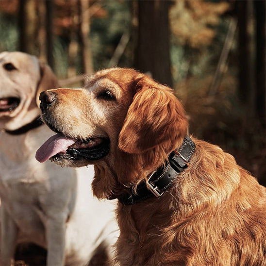 deux chiens avec collier chien cuir
