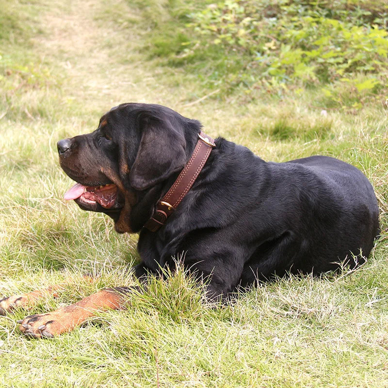 gros chien avec un collier chien cuir