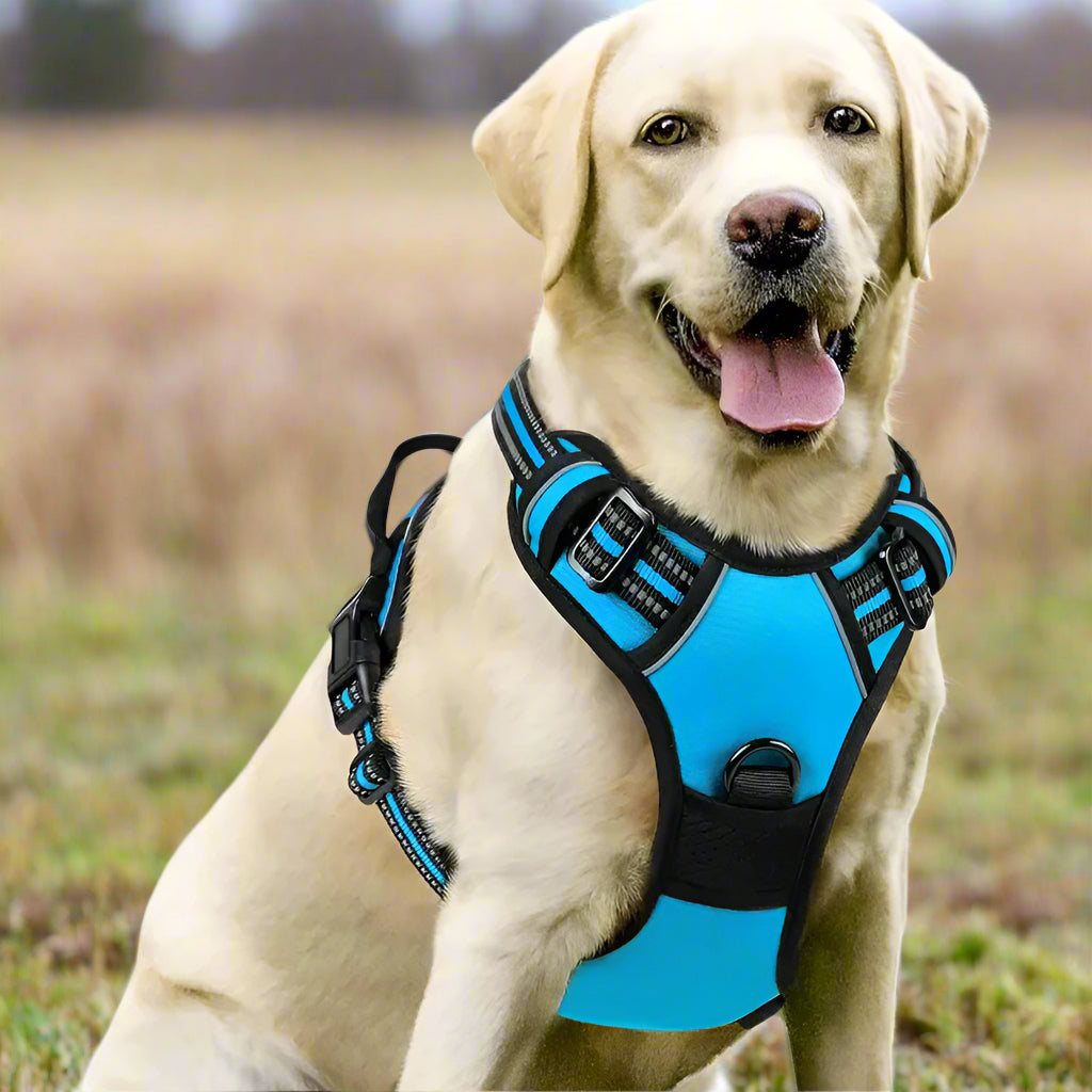 harnais anti traction chien dogytrac bleu