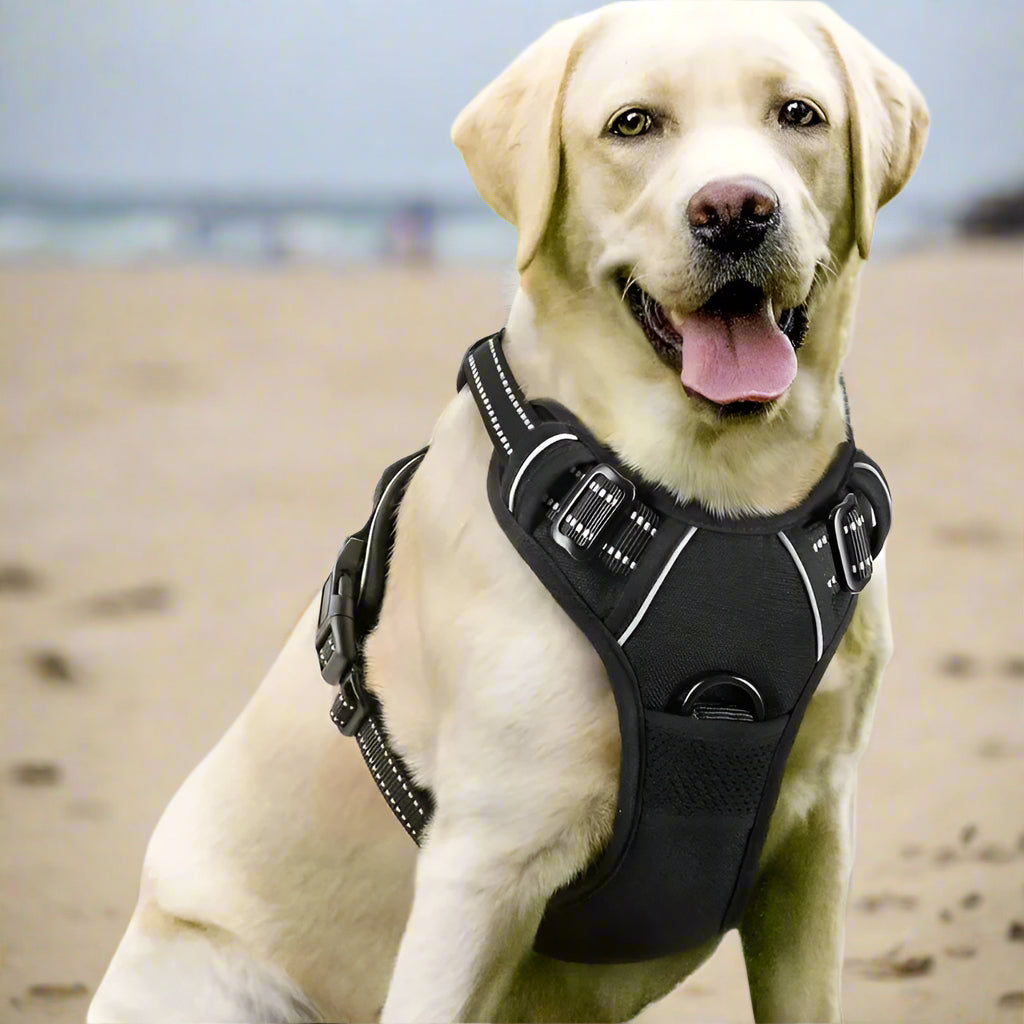 harnais anti traction chien dogytrac noir