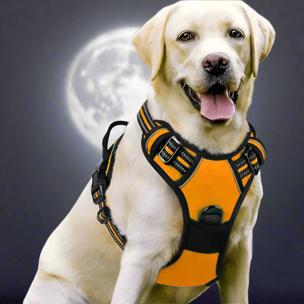 harnais anti traction chien dogytrac orange