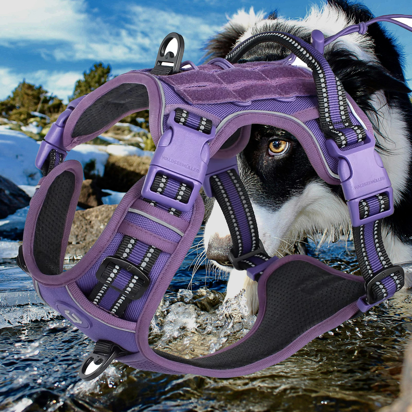 harnais anti traction chien harntrack violet