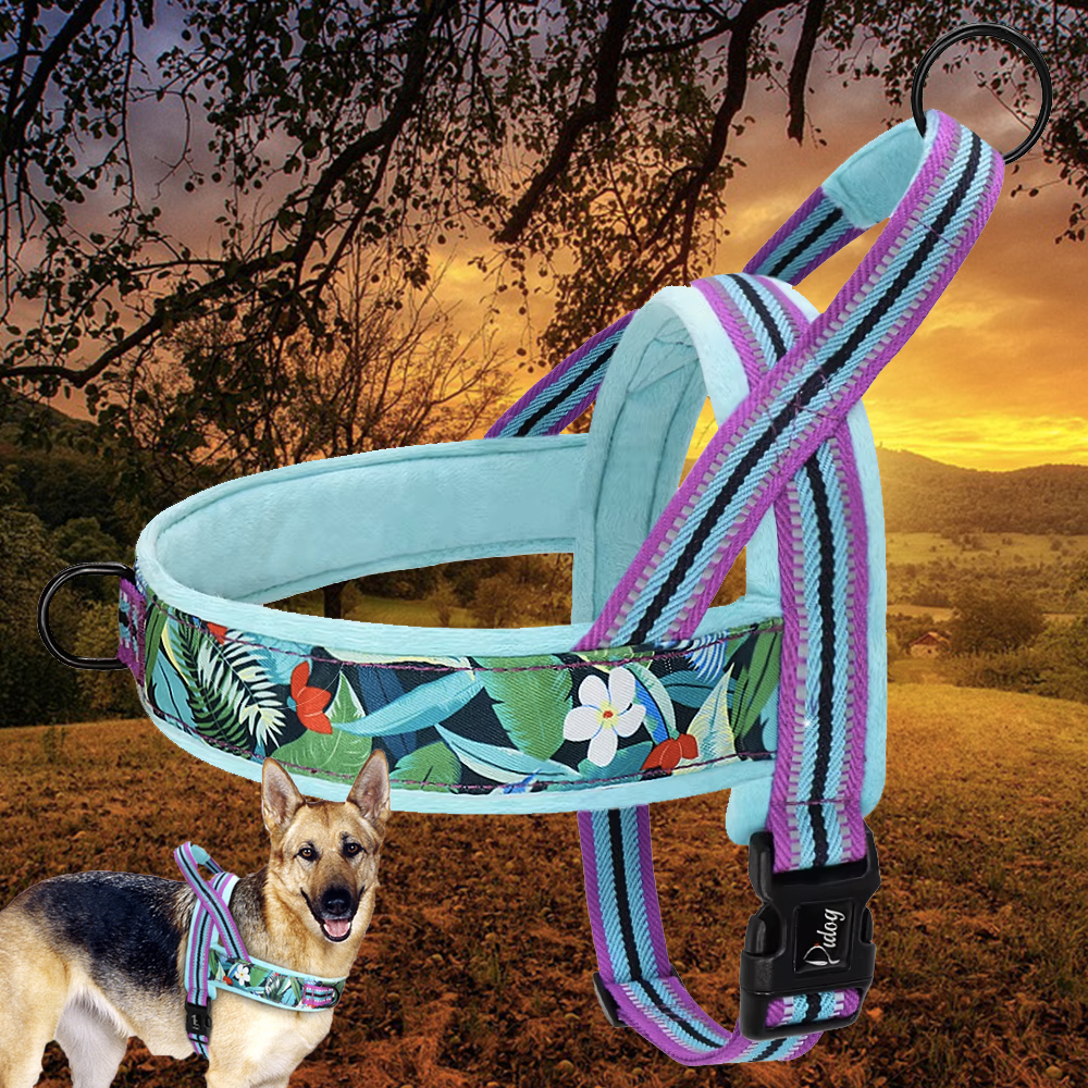 harnais anti traction chien violet bleu ciel