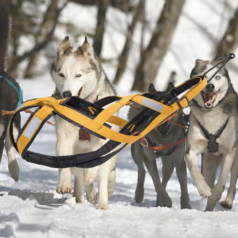 harnais canicross runydog jaune