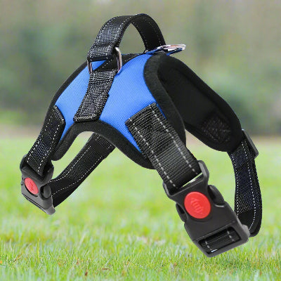 harnais chien easywalk bleu