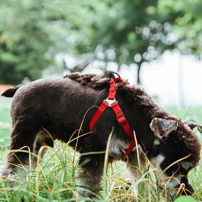 harnais pour chien en y rouge chien