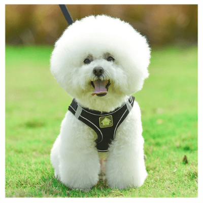 harnais pour chien gambade chien blanc