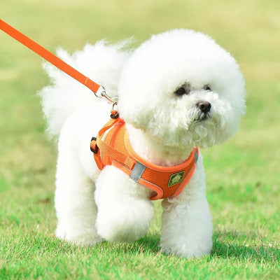 harnais pour chien gambade orange