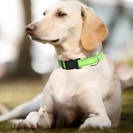 labrador avec collier chien nylon vert