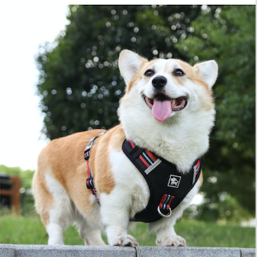 toutou avec harnais anti traction chien