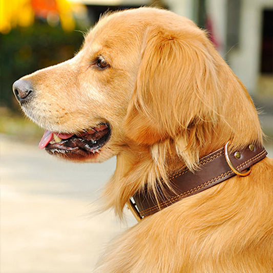 beau chien beige avec collier chien cuir