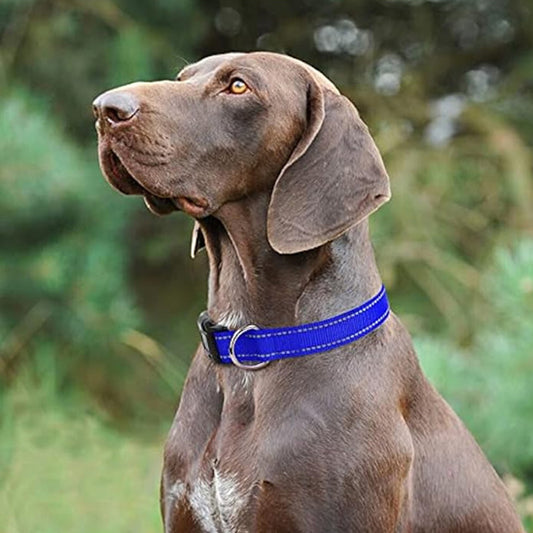 chien marron avec collier chien nylon bleu