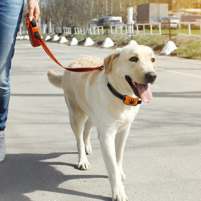 collier anti aboiement safe labrador