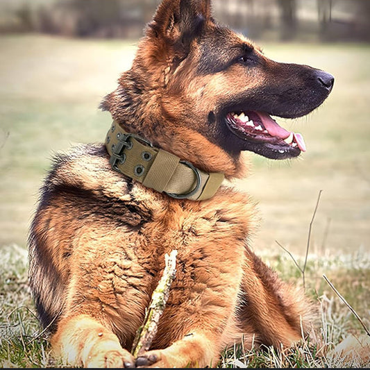 collier chien couleur marron sur beau berger allemand allonge