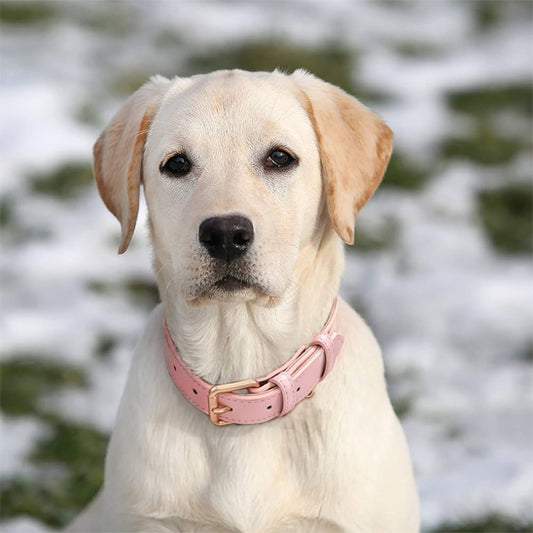 collier chien cuir rose magnifique chien