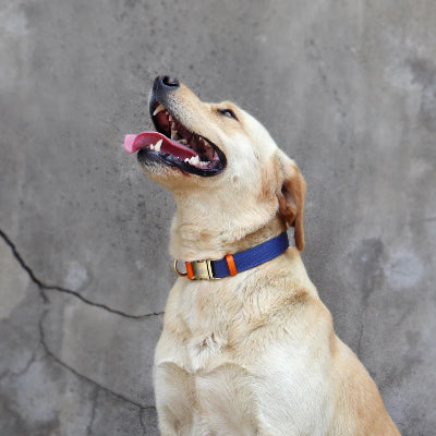 collier chien nylon et cuir bleu fonce chien