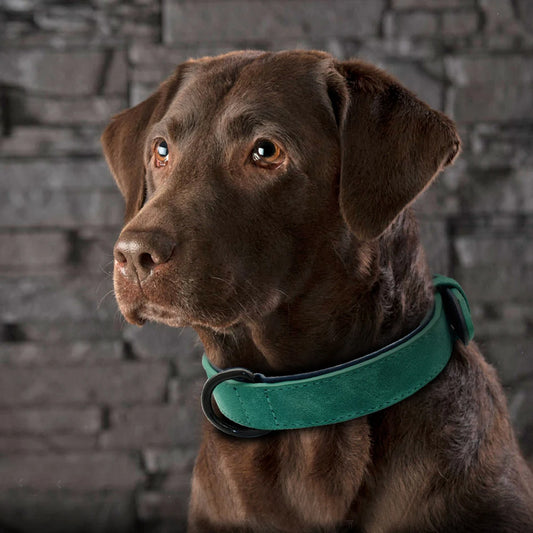 collier en cuir pour chien vert chien