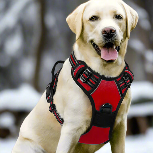 harnais anti traction chien dogytrac rouge