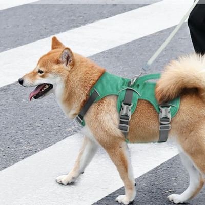 harnais anti traction chien freetrack vert chien promenade