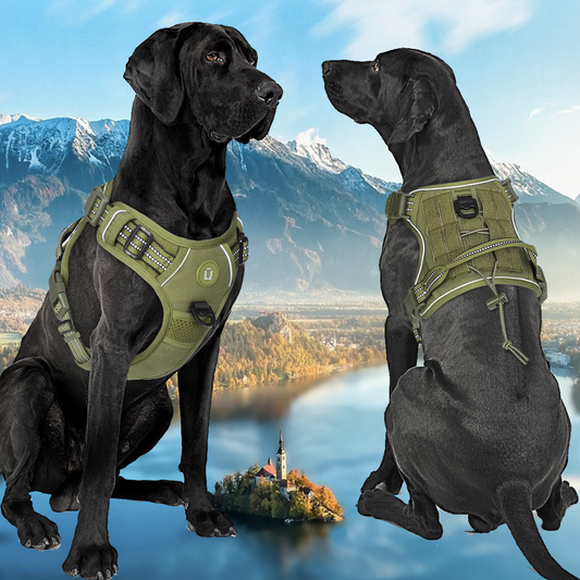 harnais anti traction chien harntrack vert militaire deux chiens