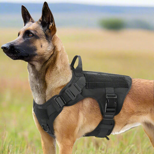 harnais anti traction chien safety avec un malinoi