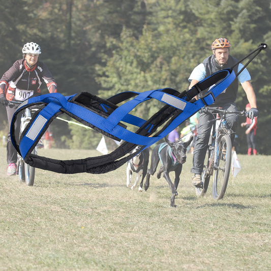 harnais canicross runydog bleu