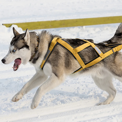 harnais canicross runydog jaune chien action