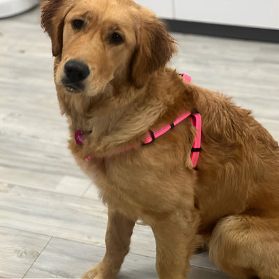 harnais pour chien en y rose chien