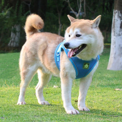 harnais pour chien gambade bleu