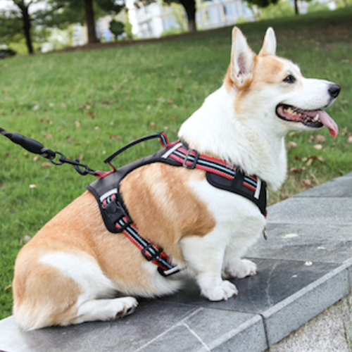 toutou de profil avec harnais anti traction chien